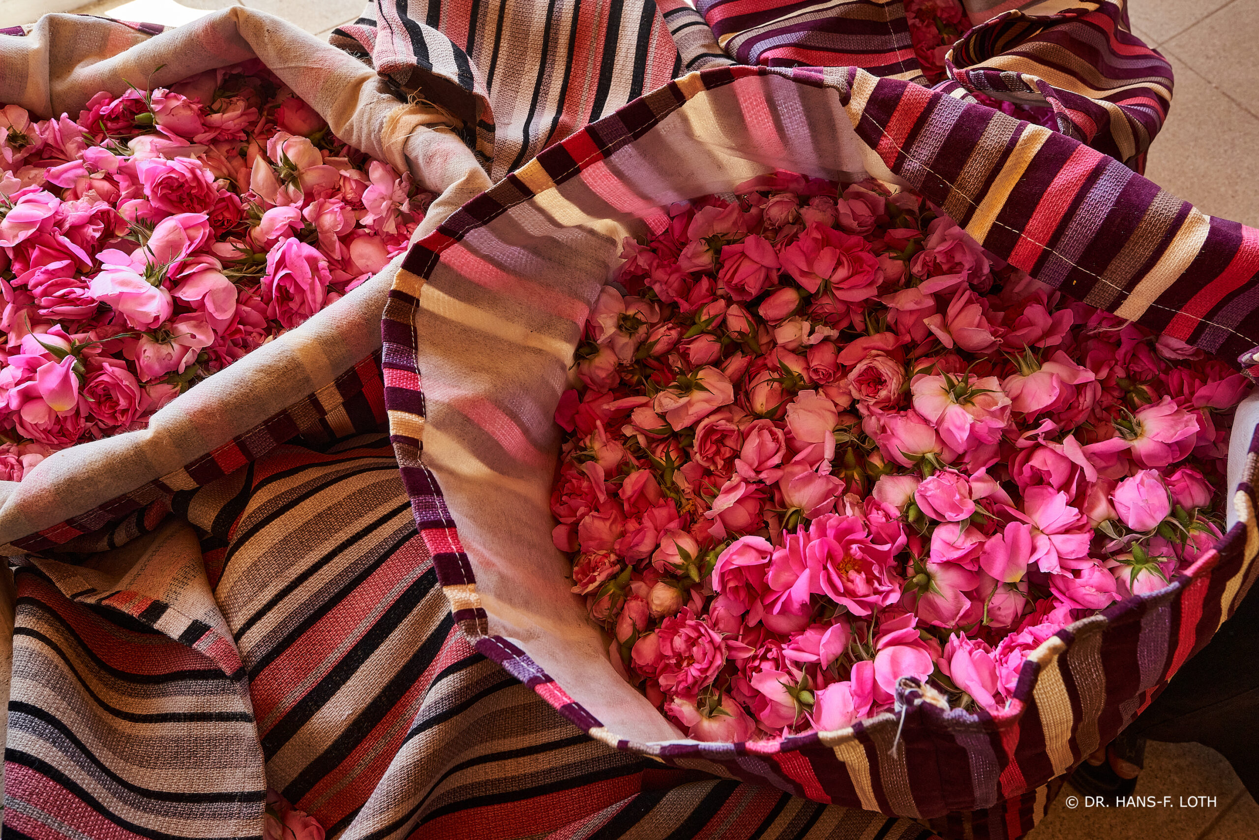 Thousands of Rose Blossoms of Rosa damascena trigintipetala - The Rose of TAIF
