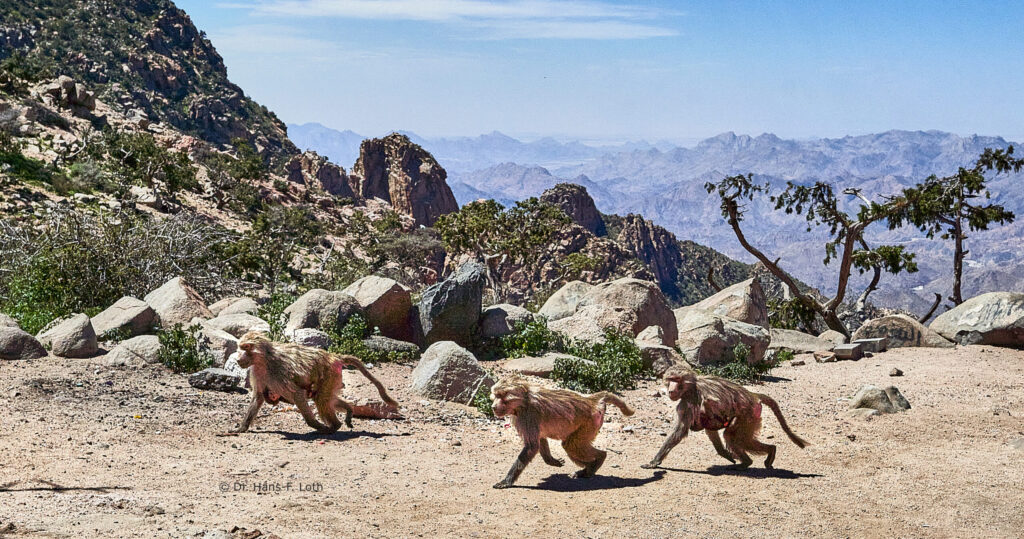 Geography and Fauna of TAIF - Baboons