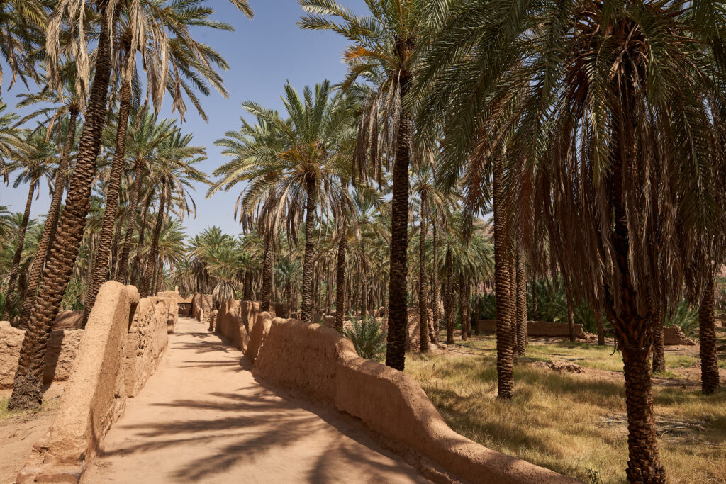 Oasis trail in Al Ula
