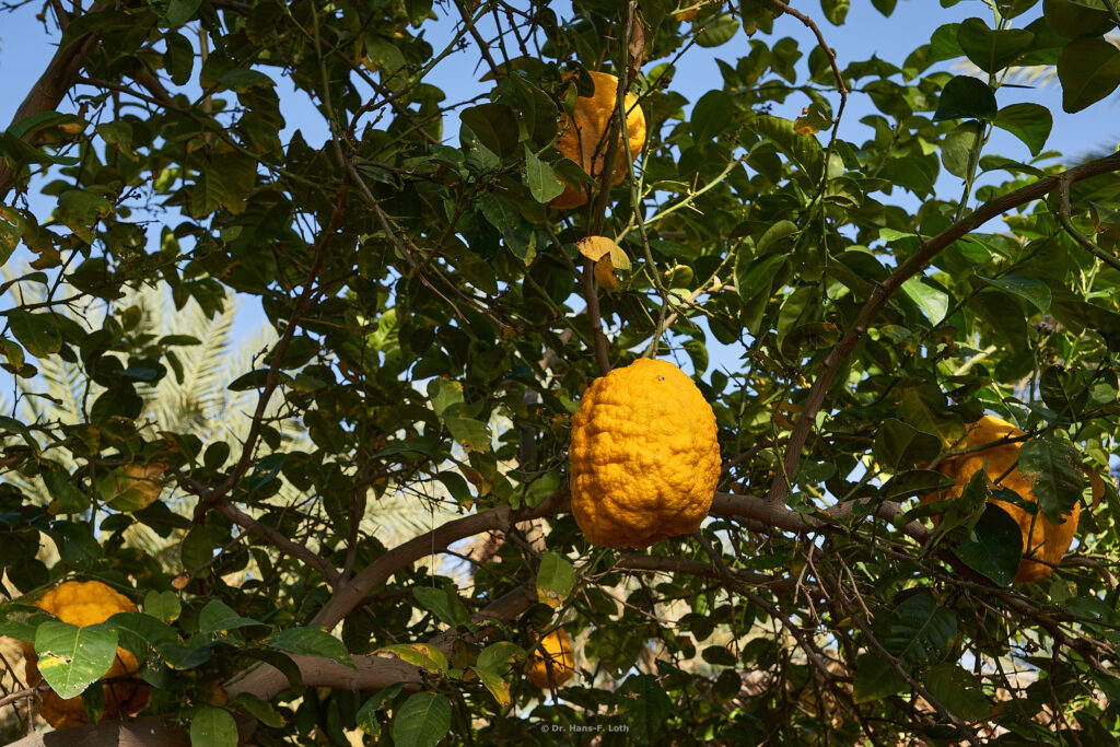 Orchard near Tayma