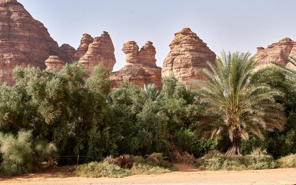 Palm Groove and Sandstone Rocks in Al Ula