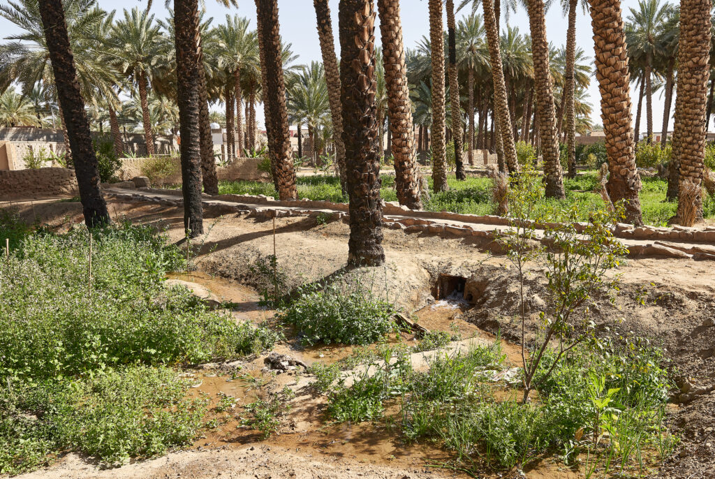 date palm plantation Tayma